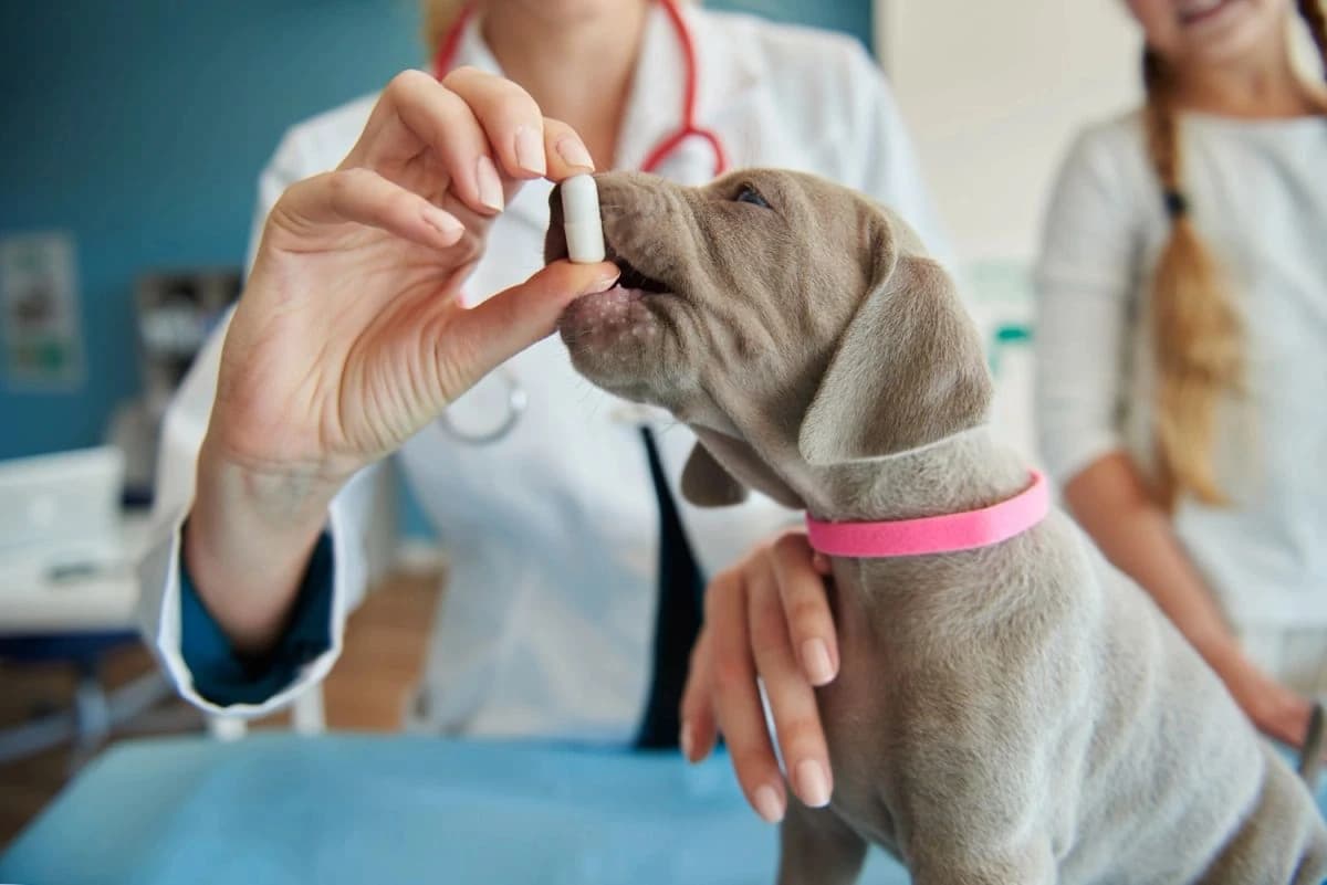 Veterinářka podává šedému štěněti výmarského ohaře bílou tobolku Veterinářka podává šedému štěněti výmarského ohaře bílou tobolku